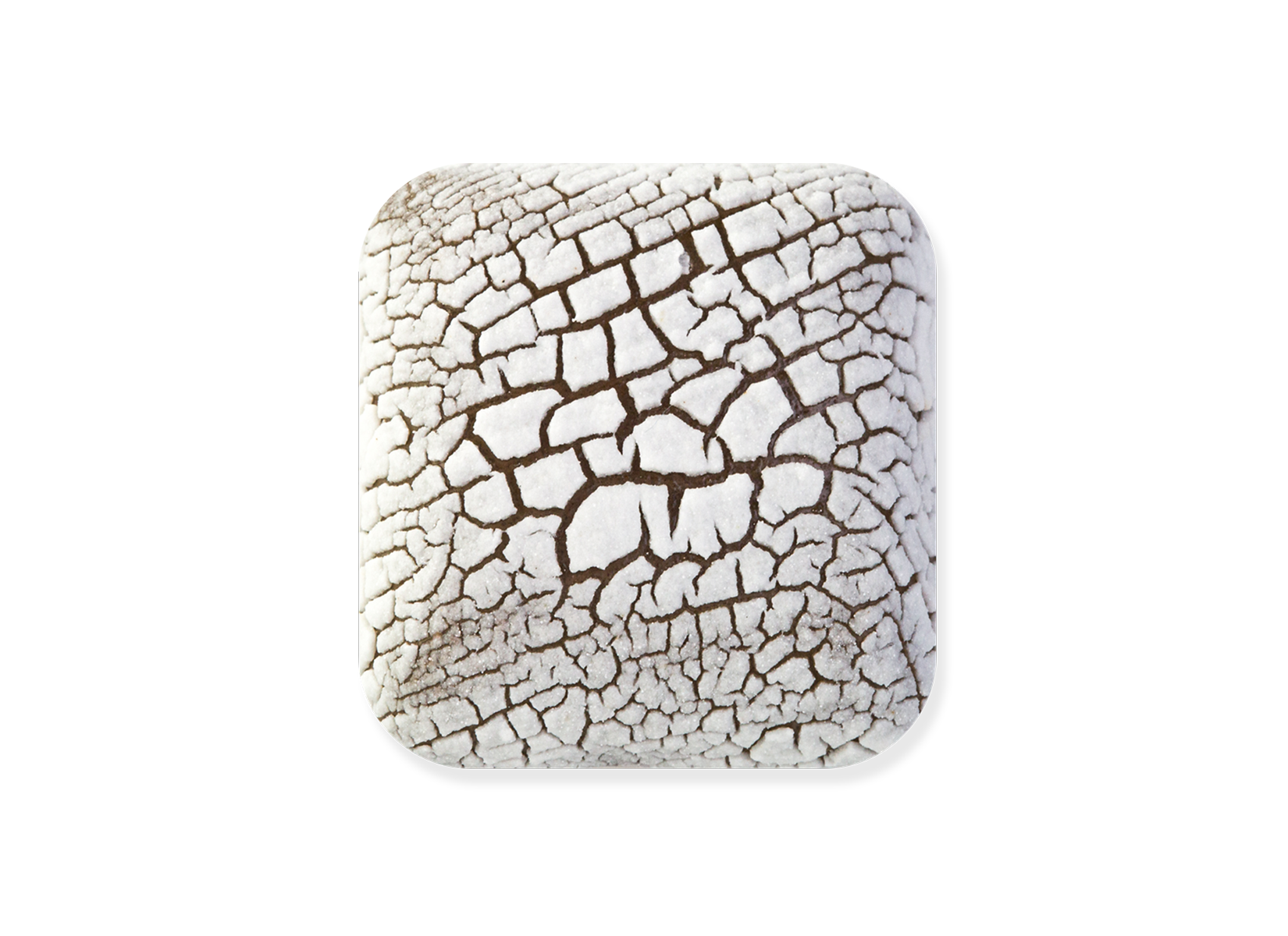 DL-100 DRY LAKE FOSSIL WHITE GLAZE