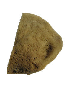 ELEPHANT EAR SPONGE, LARGE 4-5", EACH TM472